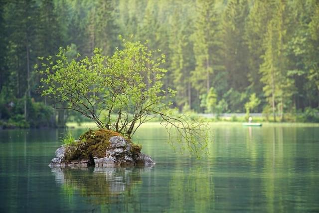 Small tree on the lake